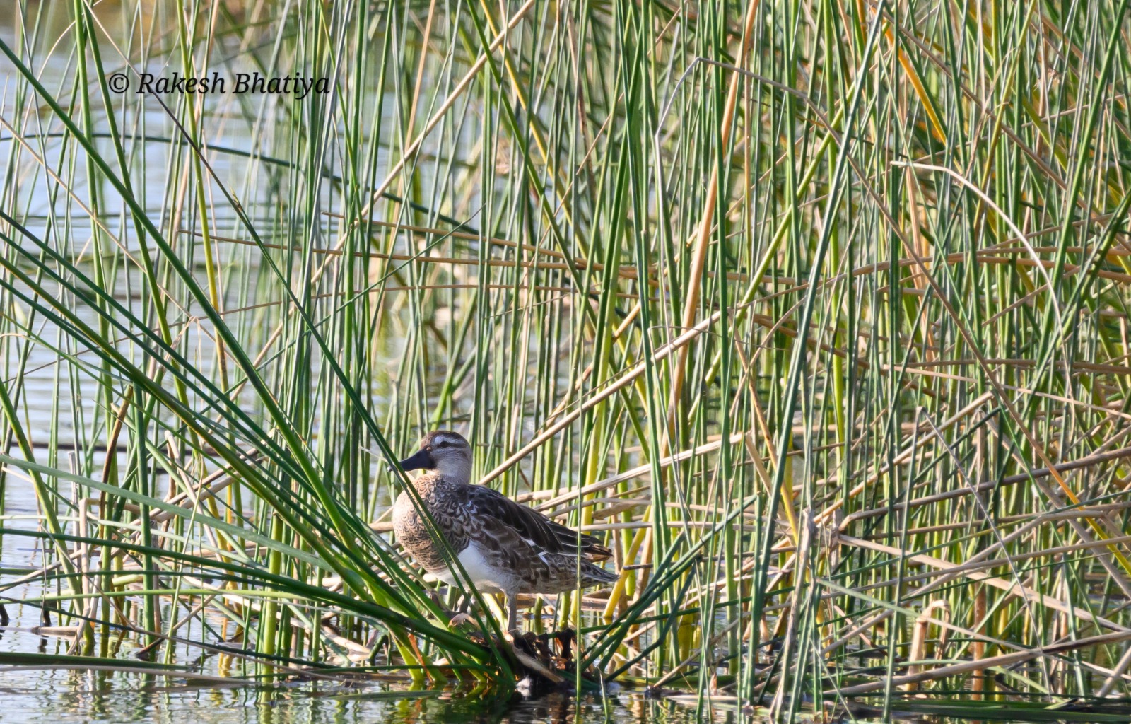 Garganey